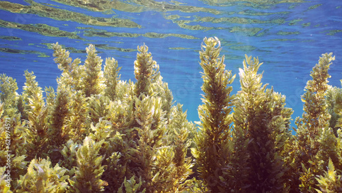 Close up of Seaweed Brown Sargassum in shallow water on blue water background in bright sunny day on sunbeams, Backlighting (Contre-jour) Red sea, Egypt photo