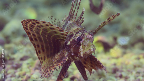 Zebra fish swimming over sandy-rocky bottom in bright sunlight. Zebra Lionfish, Red Sea Dwarf Lionfish or Zebra Turkeyfish (Dendrochirus zebra, Dendrochirus hemprichi) Red sea, Egypt photo