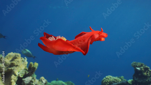 Bright red Sea Slug swims in blue sea in sunrays on daytime. Spanish Dancer Nudibranch (Hexabranchus sanguineus) floats over coral reef in sunburst, Red sea, Egypt