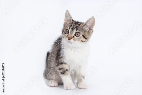 Close up portrait of a cute Kitten. Tiny Kitten on a light background. Baby cat looks away. Animal background. Tabby. Pets. Baby Kitten posing at camera. Pet care concept. Copy space. World pet day