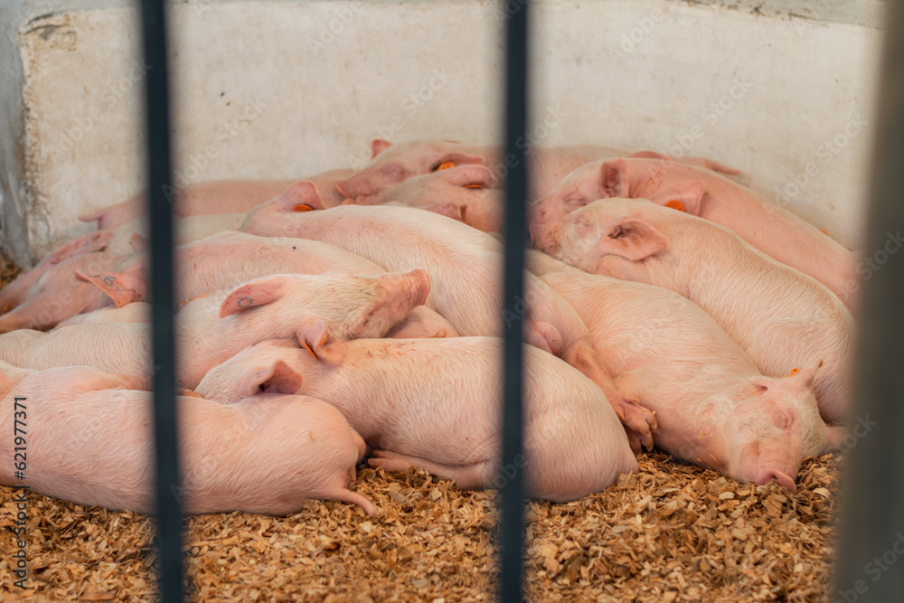 Many piglets sleeping together behind the bars of the pen. Concept of animal cruelty Many piglets sleeping together behind the bars of the pen. Concept of animal cruelty