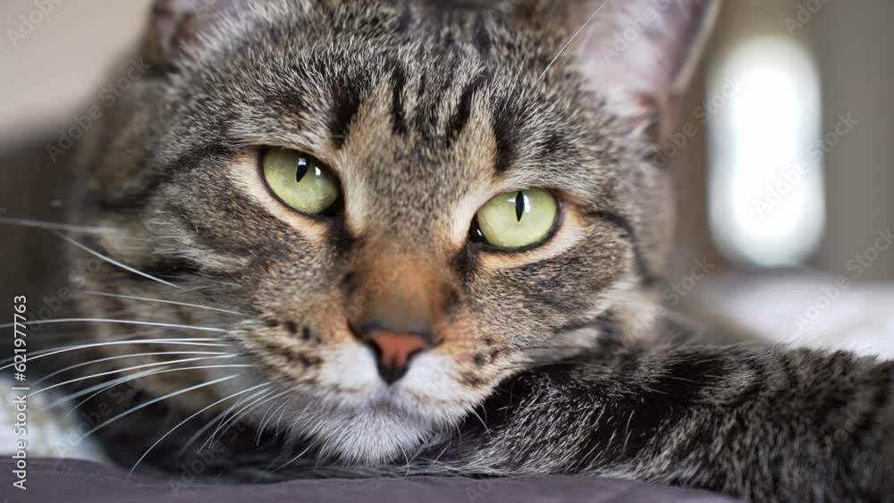 Domestic gray shorthair cat with green eyes lies on floor and looking at camera, tired from playing, lazy, sick, resting from hot weather. High quality photo Domestic gray shorthair cat with green eyes lies on floor and looking at camera, tired from playing, lazy, sick, resting from hot weather. High quality photo