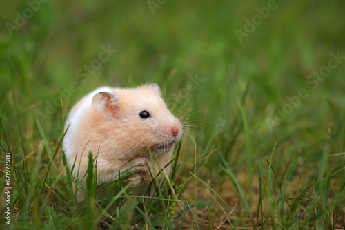 Cute golden hamster (Syrian hamster) in green grass close up