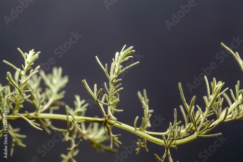 Macro photo of the foliage of a fringed sagebrush, Artemisia frigida photo