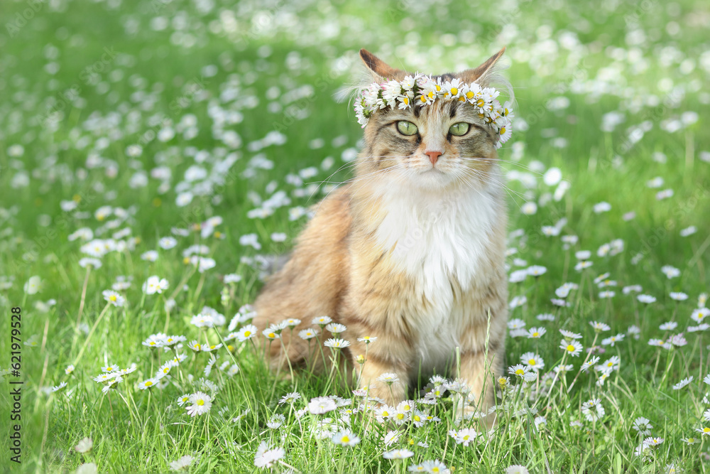Portrait of pretty Cat in flowers wreath on green grass. Cat in a crown wreath of flowers sits in the grass in the garden. Kitten in a floral wreath with flowers of daisies. Chamomile. World pet day Portrait of pretty Cat in flowers wreath on green grass. Cat in a crown wreath of flowers sits in the grass in the garden. Kitten in a floral wreath with flowers of daisies. Chamomile. World pet day