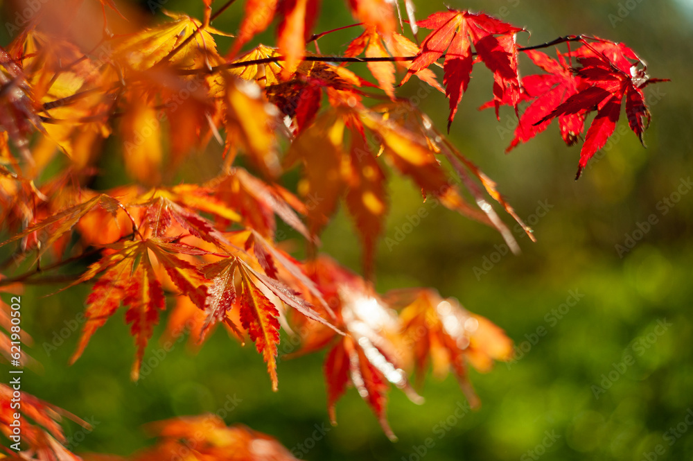 colorful autumn leaves. natural background colorful autumn leaves. natural background