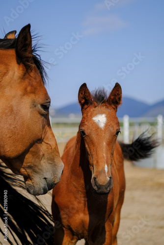 Close up of foal with mare. Beautiful Brown horses is in corral farm on blue sky background. Animal care. Reddish-brown or Bay color Purebred horses with black mane. 