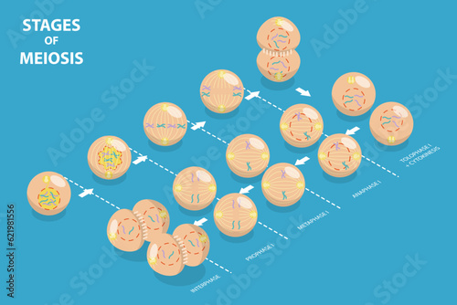 3D Isometric Flat Vector Conceptual Illustration of Stages Of Meiosis, Educational Diagram