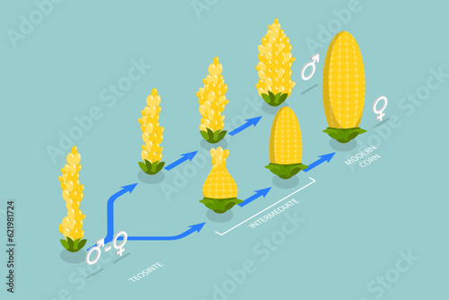 3D Isometric Flat Vector Conceptual Illustration of Artificial Selection, Genetic Engineering