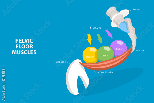 3D Isometric Flat Vector Conceptual Illustration of Pelvic Floor Muscles, Educational Diagram