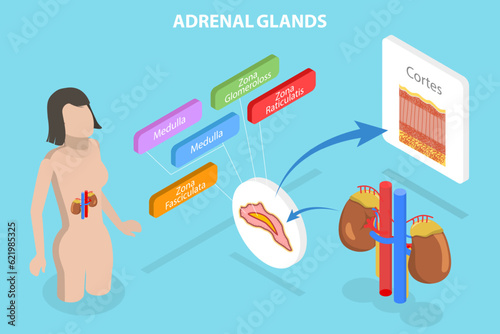 3D Isometric Flat Vector Conceptual Illustration of Adrenal Glands , Educational Diagram photo