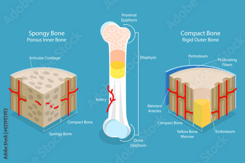 3D Isometric Flat Vector Conceptual Illustration of Spongy Vs Compact Bone, Educational Diagram photo