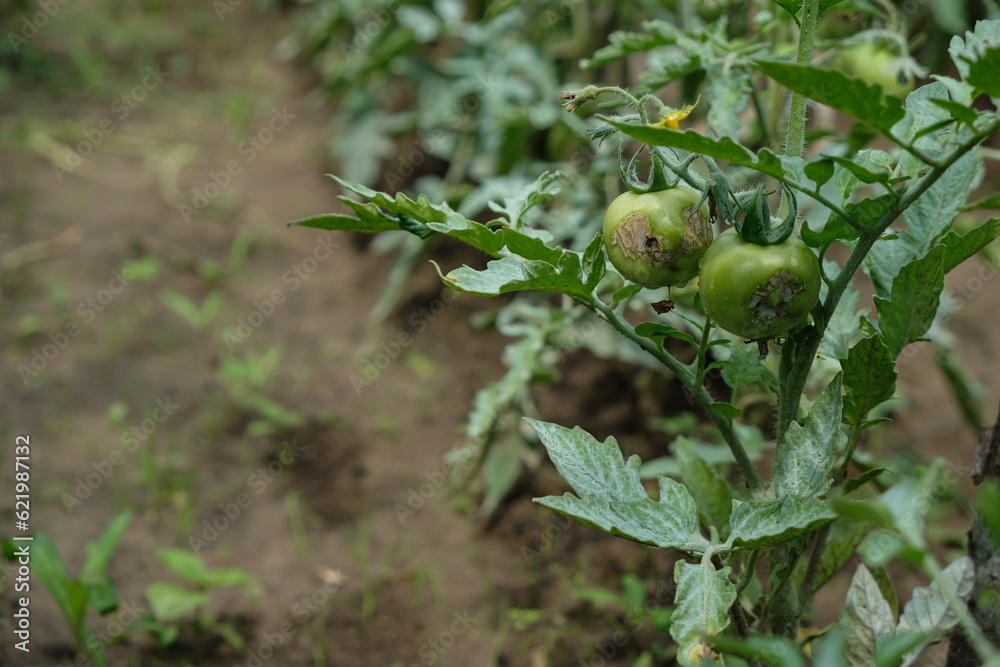 Tomato diseases. The care and protection. Bordeaux mixture or Bordo Mix on the tomato leaves. Copy space. Tomato diseases. The care and protection. Bordeaux mixture or Bordo Mix on the tomato leaves. Copy space.