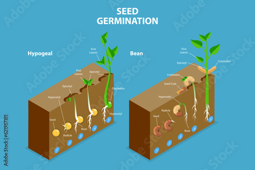 3D Isometric Flat Vector Conceptual Illustration of Seed Germination, Growing Plant photo