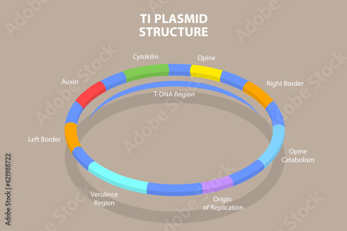 3D Isometric Flat Vector Conceptual Illustration of Ti Plasmid Structure, Educational Diagram photo