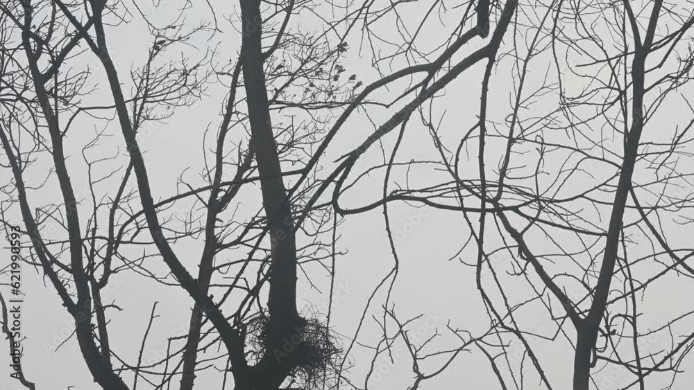 Mumbai , India - 15 ‎March 2023 ,  Due to the terrible fire the leaves of the tree and the bird's nest were also burnt at Appa pada slum Malad East in Mumbai Maharashtra India..  ..
