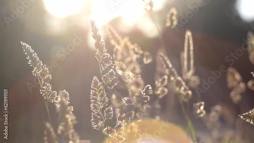 Silhouette of swaying spikelets in the field. Wild grass sways in the wind at sunset. Summer park lawn in the sun.