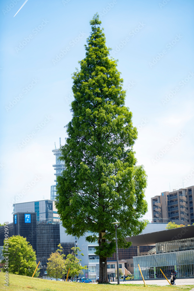 JR大分駅周辺の風景とメタセコイヤの木