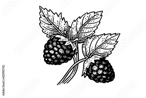 Raspberry branch hand drawing ink sketch. Engraving style vector illustration.