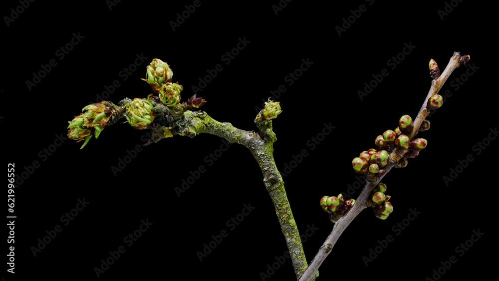 apple and cherry blossoms opening time lapse