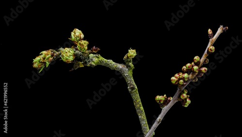 apple and cherry blossoms opening time lapse photo