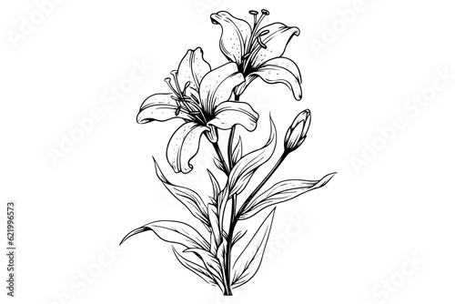 Monochrome black and white bouquet lily isolated on white background. Hand-drawn vector illsutration.