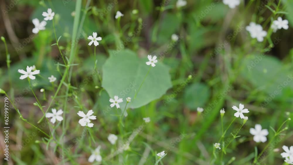 White blooming flowers of heliosperma pusillum White blooming flowers of heliosperma pusillum
