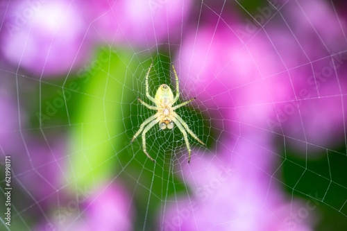 Green spider of Araneidae family (Araniella cucurbitina, cucumber green spider) in front of green, purple background photo