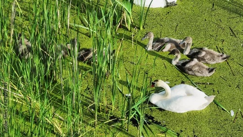 Swans and their little babies. Nest of swans in cattail