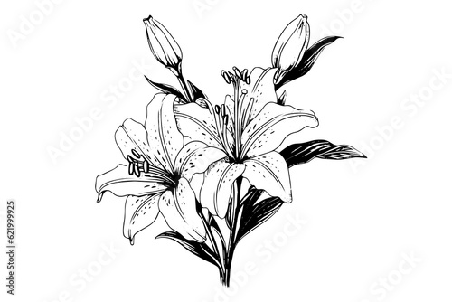 Monochrome black and white bouquet lily isolated on white background. Hand-drawn vector illsutration.