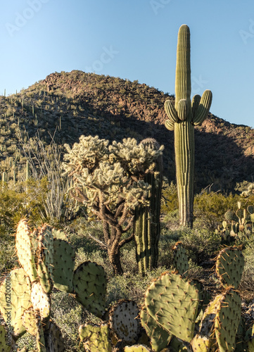 Saguaro in Organ Pipe National Monument