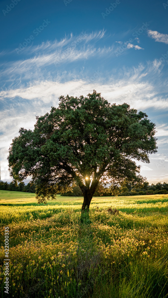 Backlit tree in field