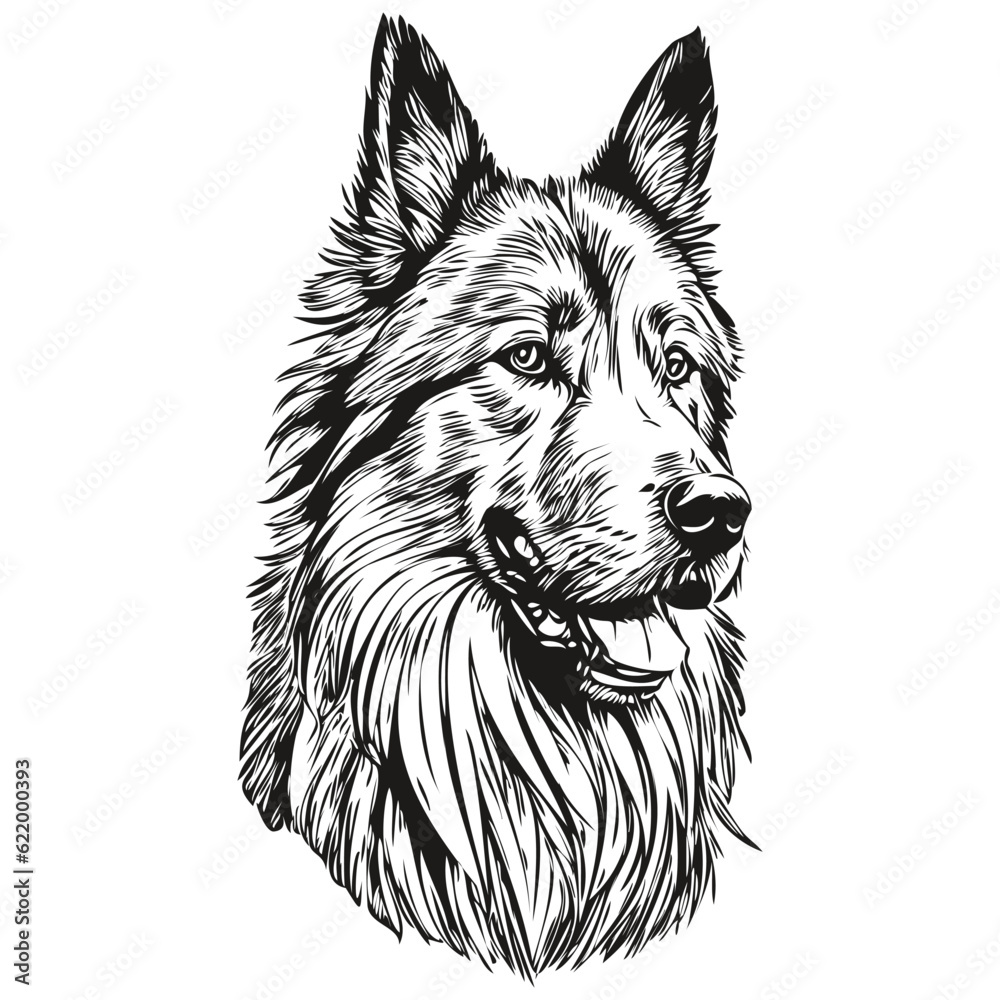 Belgian Tervuren dog realistic pet illustration, hand drawing face black and white vector realistic pet silhouette