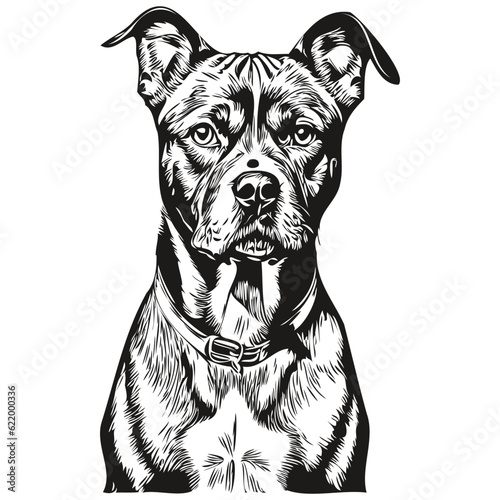American Staffordshire Terrier dog t shirt print black and white, cute funny outline drawing vector realistic breed pet