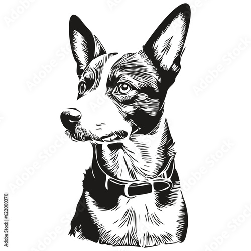 Basenji dog vector graphics, hand drawn pencil animal line illustration realistic breed pet photo