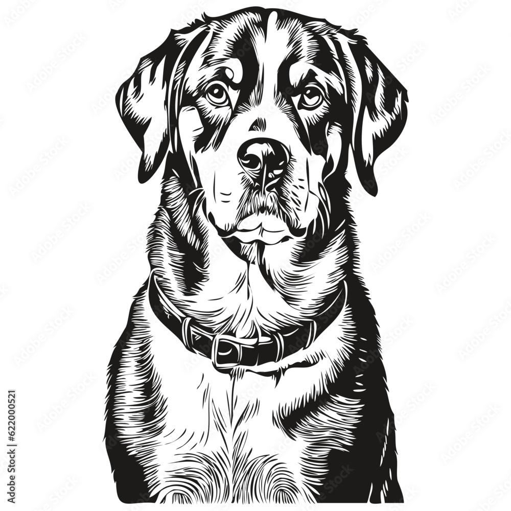 Greater Swiss Mountain dog outline pencil drawing artwork, black character on white background realistic breed pet