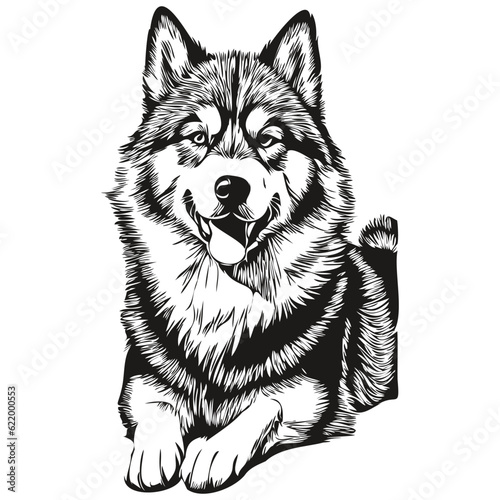 Malamute dog vector face drawing portrait, sketch vintage style transparent background realistic breed pet