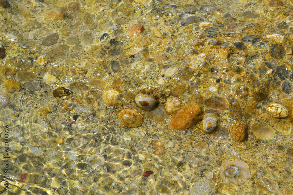 Stone surface with little shells in the water, sea surf with shells, reef under water