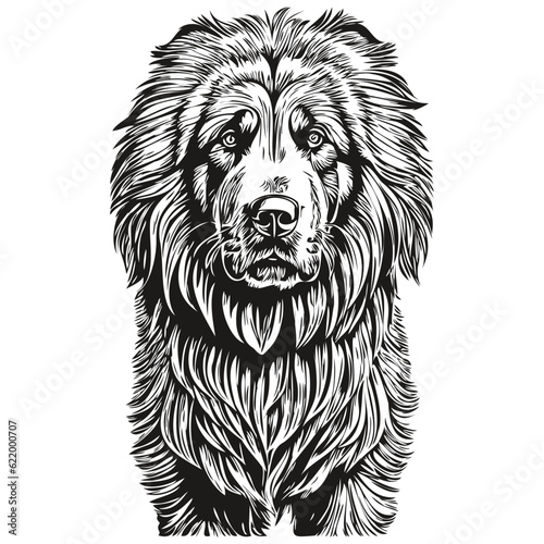 Tibetan Mastiff dog realistic pet illustration, hand drawing face black and white vector realistic breed pet