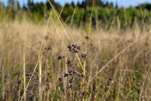 Dry field grass landscape, summer meadow © Людмила Радуга