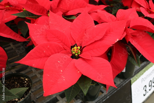 Closeup Red Holiday Poinsettias