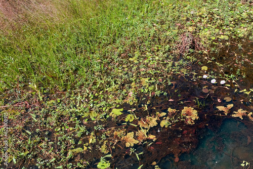 Aquatic plants on the surface of a swampy pond.