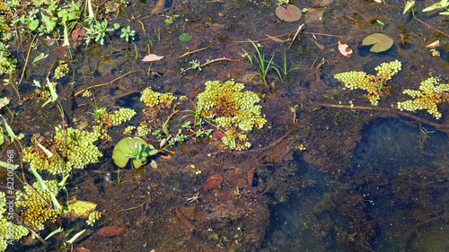 Photograph showcasing aquatic plants thriving on the surface of a swampy pond.