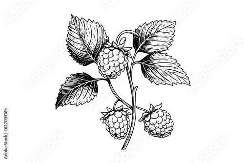 Raspberry branch hand drawing ink sketch. Engraving style vector illustration.