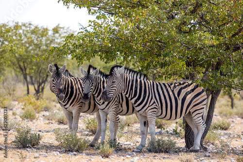 3 Zebra s  Equus quagga  or Equus burchellii in the shade beneath a tree.