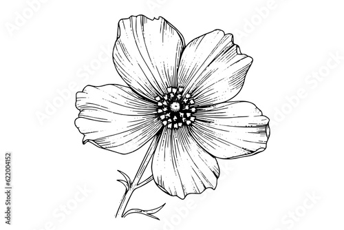 Isolated cosmea vector illustration element. Black and white engraving style ink art.