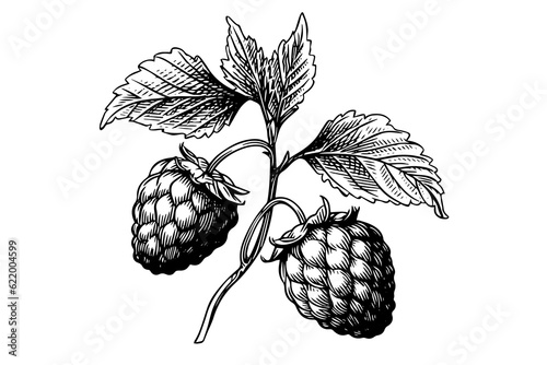 Raspberry branch hand drawing ink sketch. Engraving style vector illustration.