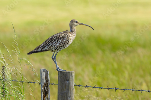 Curlew, Scientific name:  Numenius arquata.  Close up of an adult curlew stood on a fence post in natural farmland habitat, facing right.  Curlew are a declining species on the IUCN red list.