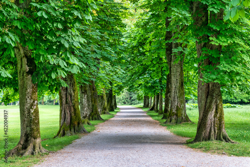 Tree lined path