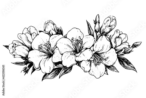 Isolated cosmea vector illustration element. Black and white engraving style ink art.